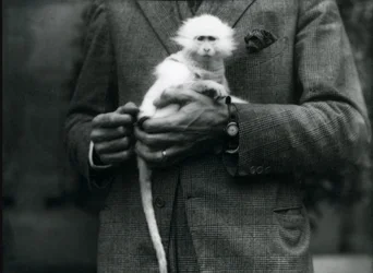An albino Old World Monkey, genus Ceropithecus, being held at London Zoo, July 1922
